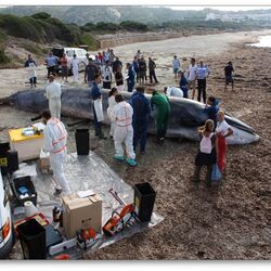 Stranding of a whale in Italy