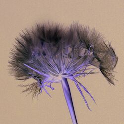 Pusteblume