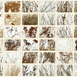 Collage mehrerer Pflanzen im Winter