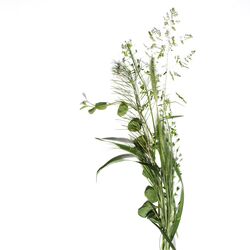 Foto: herbizidresistente Pflanze