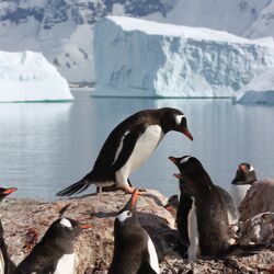 Eine Gruppe Pinguine sitzt und steht auf einem Erdhügel. Dahinter ist Wasser auf dem Eisberge schwimmen. Im Hintergrund ist ein schnee- und eisbedecktes Gebirge. 