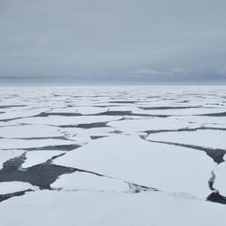 Viele Eisschollen schwimmen auf dem arktischen Meer.