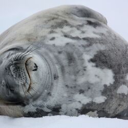 A thick layer of fat beneath the skin protects against the cold. 