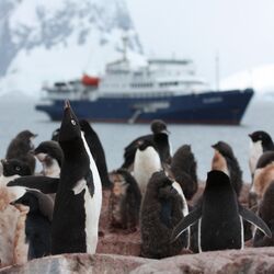 Group of penguins, behind a ship