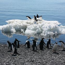 Eine Gruppe Adeliepinguine steht am Wasser. Fünf weitere stehen auf einer nahen Eisscholle. 