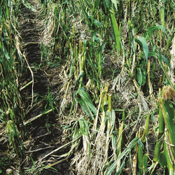 Hagelschaden auf Maisfeld