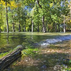 The picture shows a flooded deciduous forest. In the foreground there is a tree trunk lying on the ground.
