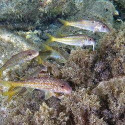 The picture shows several sardines swimming along the bottom of the sea. Below and behind the fish it is possible to see rocks and aquatic plants.