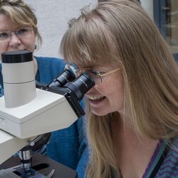 Eine Frau am Mikroskop bei einem Mitmach-Experiment am 15.06.2024. 