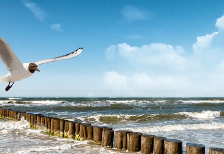 Sandstrand mit Holzbuhne und Möwen