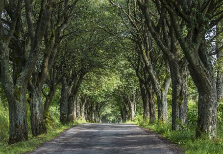 Bild mit Blättern oder Bäumen