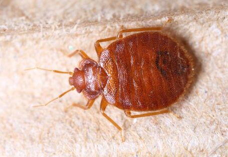 Stark vergrößerte Aufnahme einer Bettwanze