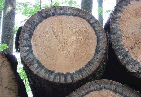 Bläuepilzbefall an gelagertem Nadelholz