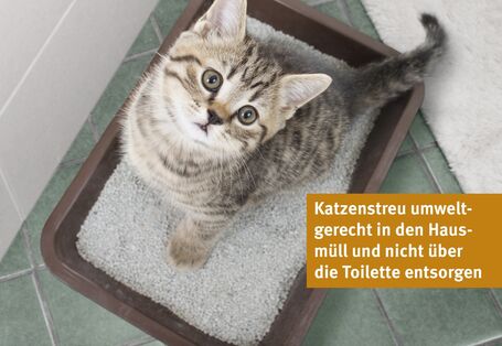 Photo of a kitten in a litter box featuring the text: Dispose of cat litter in an environmentally friendly way, via household waste, not down the toilet