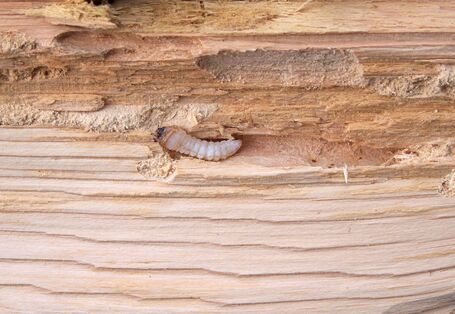 Hausbockkäfer-Larve