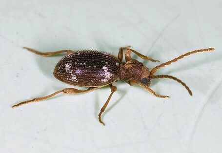 Australischer Diebkäfer