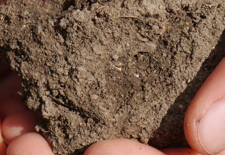 Ein Kind hält eine Hand voll Boden.