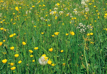 Löwenzahnwiese mit gelben Blüten und einigen Pusteblumen