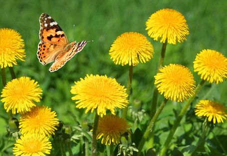 Blühender Löwenzahn