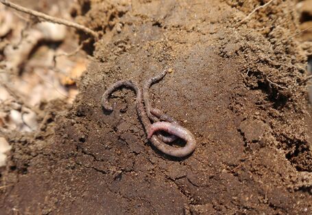 Ein Regenwurm befindet sich auf einem Bodenaggregat