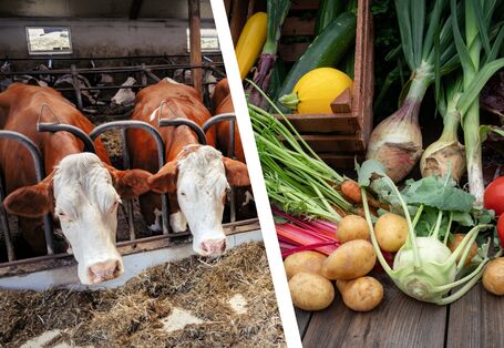 Zusammenstellung zweier Bilder. Links Rinder im Stall, rechts Gemüse