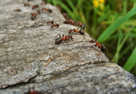 Ameisen