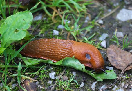 Die Spanische Wegschnecke zwischen Steinen und Blättern.