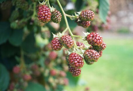 Unreife Brombeeren am Strauch
