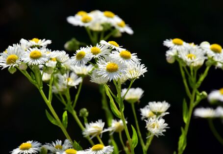 Pflanze mit weißen Blütenblättern