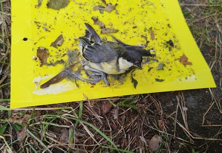 Kohlmeise an Leimfalle kleben geblieben 