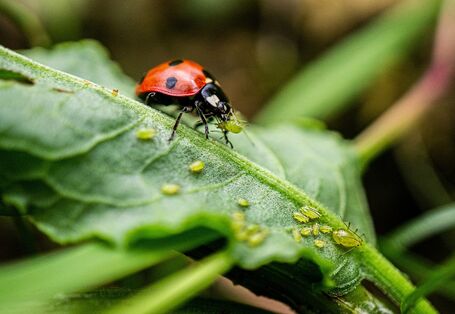 Ein Marienkäfer vertilgt eine grüne Blattlaus.