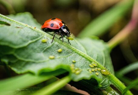 Marienkäfer frisst Blattläuse