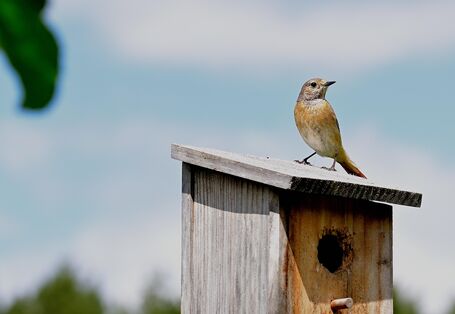 Nistkasten mit Vogel