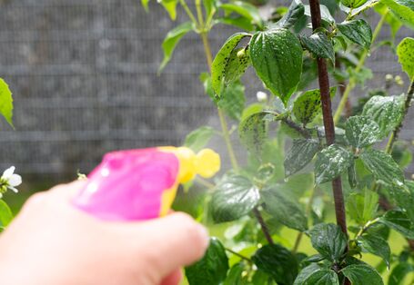 Eine Hand sprüht Flüssigkeit aus einer rosa Sprühflasche auf Pflanzenblätter, die von schwarzen Blattläusen befallen sind, im Freien in einem Garten.