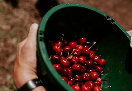 Eine Person, die einen grünen Eimer mit Kirschen hält
