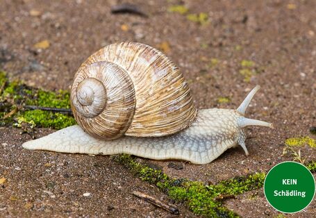 Weinbergschnecke mit Schneckenhaus