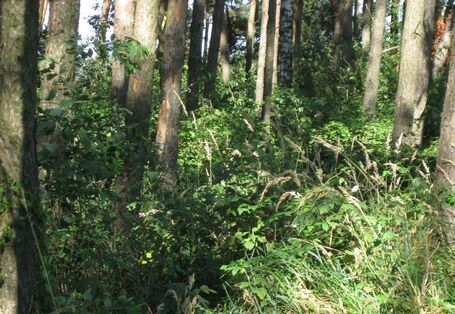 Das Bild zeigt Kronenverlichtung der Bäume des Ökosystems Wald im Unterholz und einen undurchdringlichen Zuwachs an Brombeergestrüpp.