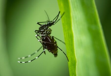 asiatische Tigermücke an einem Blatt