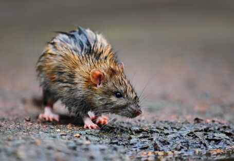 Ratte in Großaufnahme