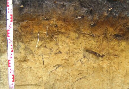 Foto eines Normpodsols