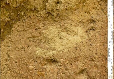 Foto des Lehrpfadprofils: Ein aufgeschütetter Boden