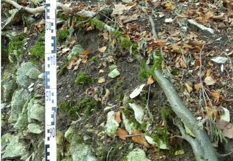 Foto einer falchgründigen Rendzina auf Kalkstein