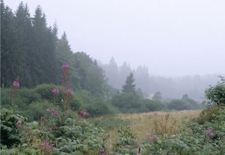 Foto des Standortes Ederbruch auf dem Bodenlehrpfad Forsthaus Hohenroth