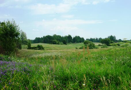 Bild eines Landschaftsausschnittes der Rominter Heide