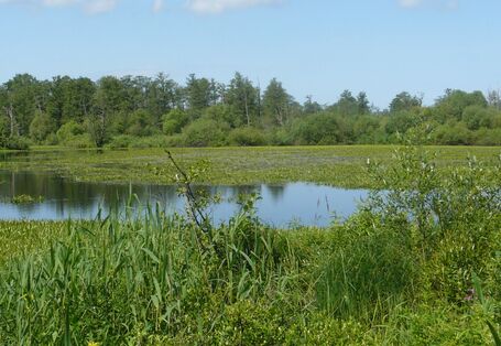 Bild des Nemandeltas