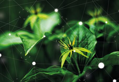 Bild von einer Pflanze