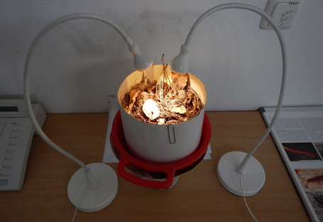 Die Berlese-Apparatur: ein einfaches Hilfsmittel zum Auffinden von Tieren in der Laub- und Streuschicht der Bodenoberfläche