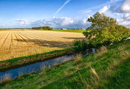 Foto: Getreidefeld, das bis an die Uferkante eines sehr geradlinig verlaufenden Baches heranreicht.