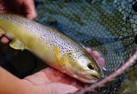 Foto: Zwei Hände halten eine Bachforelle in einem Netz. 