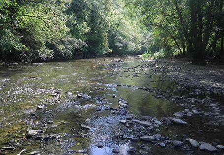 Foto: Ein naturnaher Abschnitt der Ahr im Naturschutzgebiet Ahrschleife bei Altenahr. Grober Schotter prägt das flache Wasser der Ahr. Am Ufer finden sich Kiesbänke und dichte Vegetation.